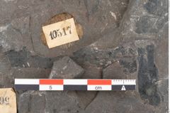 Foto (Detailansicht) von Thaumatopteris muensteri Goeppert (NHMW-GEO-2024-0188-10517)